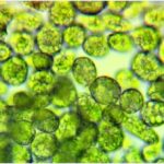 micro algues pour la production d'hydrogène