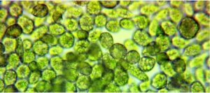 micro algues pour la production d'hydrogène
